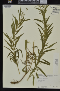 Eupatorium altissimum image