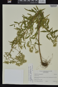 Eupatorium altissimum image