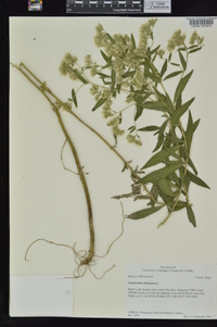 Eupatorium altissimum image