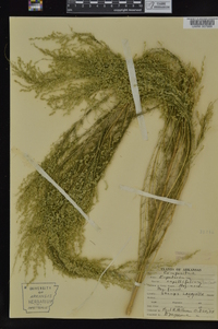 Eupatorium capillifolium image