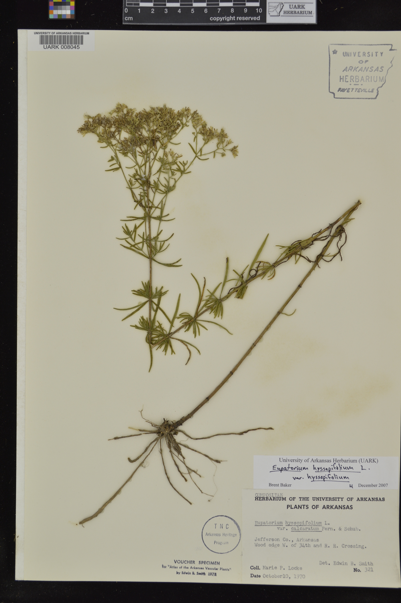 Eupatorium hyssopifolium var. hyssopifolium image