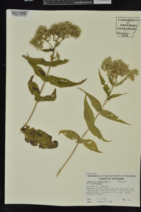 Eupatorium perfoliatum var. perfoliatum image