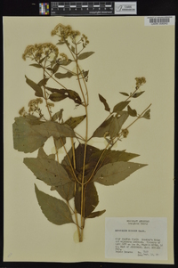 Ageratina altissima var. altissima image