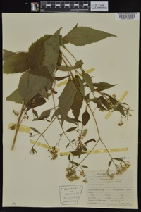 Ageratina altissima var. altissima image