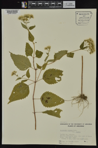 Ageratina altissima var. altissima image