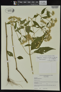 Ageratina altissima var. altissima image