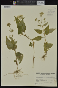 Ageratina altissima var. altissima image