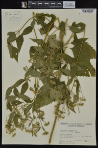 Ageratina altissima var. altissima image