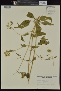 Ageratina altissima var. altissima image