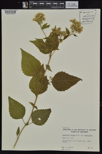 Ageratina altissima var. altissima image