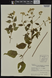 Ageratina altissima var. altissima image