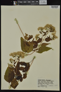 Ageratina altissima var. altissima image