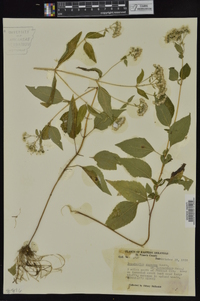 Ageratina altissima var. altissima image