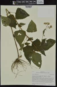 Ageratina altissima var. altissima image