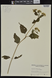 Ageratina altissima var. altissima image