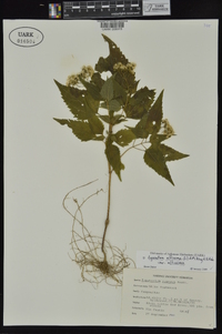 Ageratina altissima var. altissima image