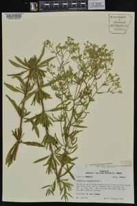 Eupatorium semiserratum image