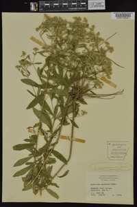 Eupatorium semiserratum image