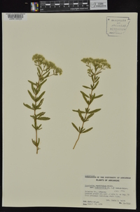 Eupatorium semiserratum image