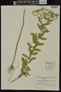 Eupatorium semiserratum image