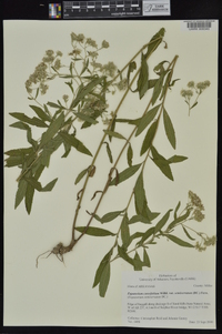 Eupatorium semiserratum image