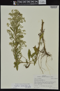 Eupatorium semiserratum image