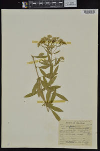 Eupatorium semiserratum image