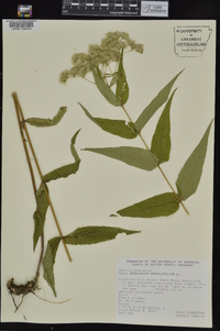 Eupatorium sessilifolium image