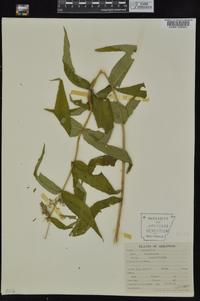 Eupatorium sessilifolium image