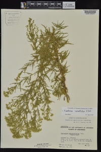 Eupatorium x pinnatifidum image