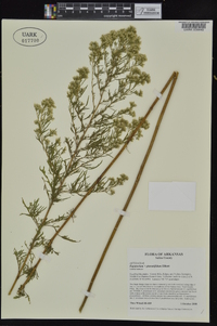 Eupatorium x pinnatifidum image
