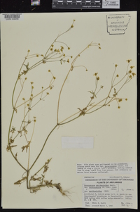 Coreocarpus parthenioides var. heterocarpus image