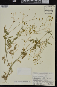 Coreocarpus parthenioides var. heterocarpus image