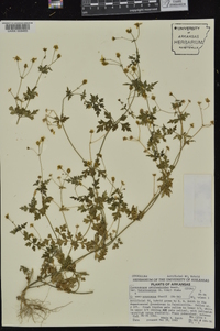 Coreocarpus parthenioides image