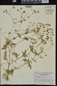 Coreocarpus parthenioides image