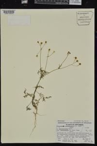 Coreocarpus parthenioides image