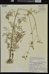 Coreocarpus parthenioides var. heterocarpus image