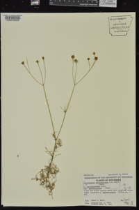 Coreocarpus parthenioides image