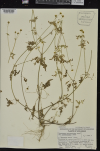 Coreocarpus parthenioides image