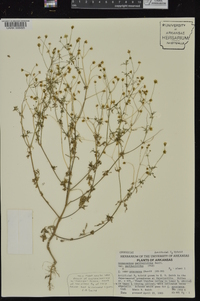 Coreocarpus parthenioides image