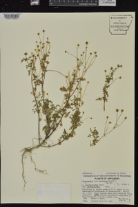 Coreocarpus parthenioides image