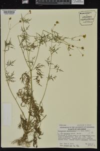 Coreocarpus parthenioides image