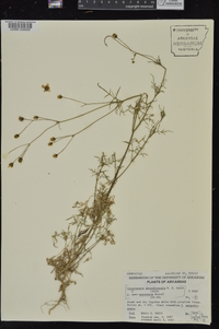 Coreocarpus parthenioides image