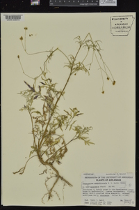 Coreocarpus parthenioides image