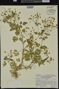 Coreocarpus sonoranus image