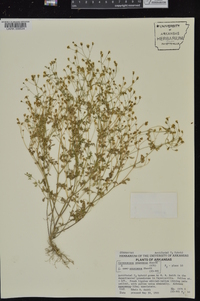 Coreocarpus sonoranus image