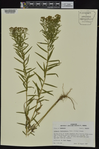 Euthamia leptocephala image