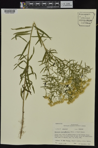 Euthamia leptocephala image