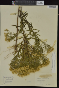 Euthamia leptocephala image