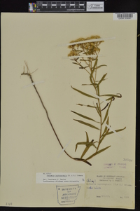 Euthamia leptocephala image